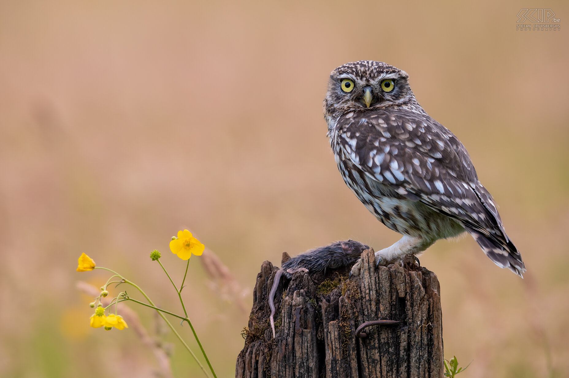 Steenuilen - Steenuil met muis In het voorjaar kon ik meerdere keren steenuiltjes fotograferen. Ze waren weinig schuw en ik heb dan ook heel wat gevarieerde beelden kunnen maken. De steenuil is een van de kleinste uilen (21 tot 27 cm) in de Lage Landen. In juni hebben ze jongen en zijn ze al voor het donker op pad om eten te zoeken. Zoals de meeste uilen leeft de steenuil vooral 's nachts en komt hij voor in een breed scala aan habitatten waaronder landbouwgrond, bos, heide, ...  Stefan Cruysberghs